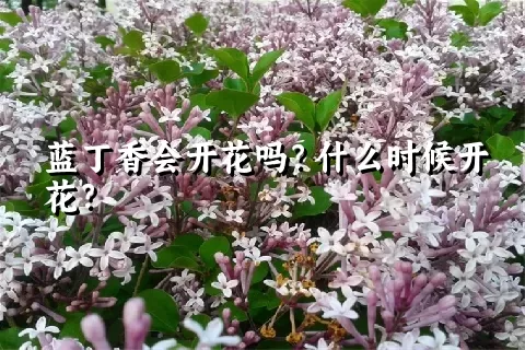 蓝丁香会开花吗？什么时候开花？