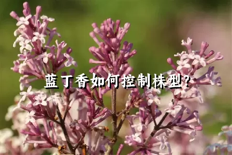 蓝丁香如何控制株型？