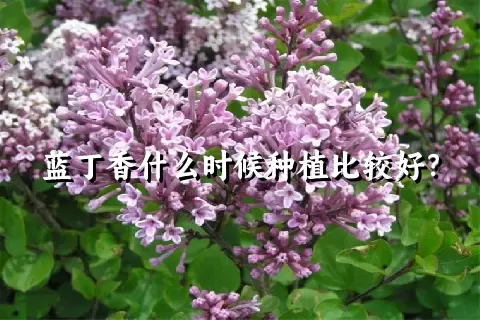 蓝丁香什么时候种植比较好？