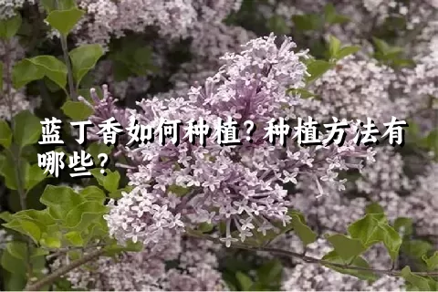 蓝丁香如何种植？种植方法有哪些？