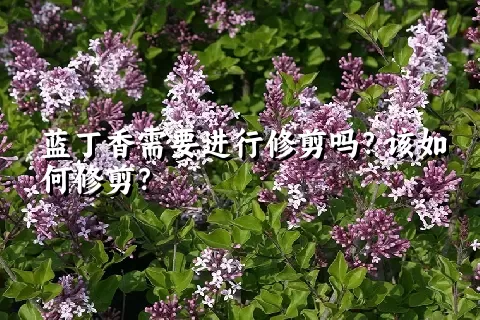 蓝丁香需要进行修剪吗？该如何修剪？