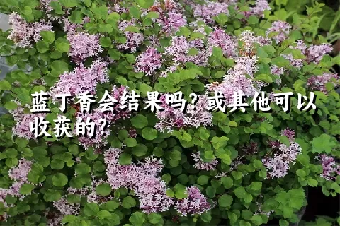 蓝丁香会结果吗？或其他可以收获的？