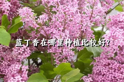 蓝丁香在哪里种植比较好？