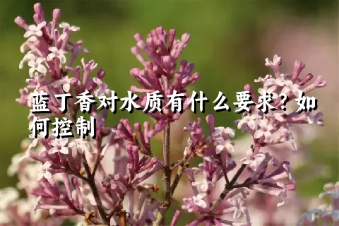 蓝丁香对水质有什么要求？如何控制