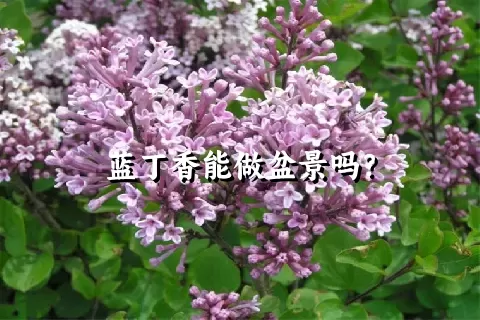 蓝丁香能做盆景吗？