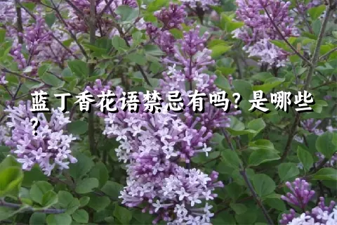 蓝丁香花语禁忌有吗？是哪些？