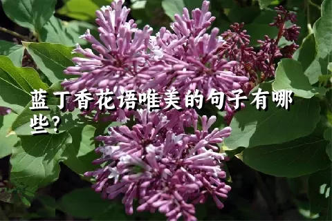 蓝丁香花语唯美的句子有哪些？