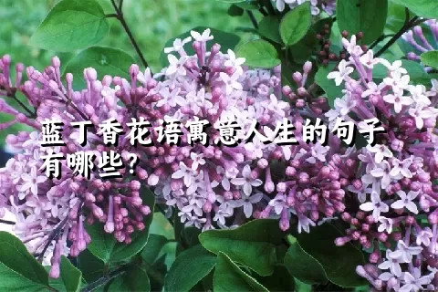 蓝丁香花语寓意人生的句子有哪些？