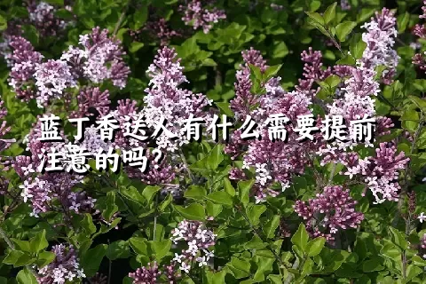 蓝丁香送人有什么需要提前注意的吗？