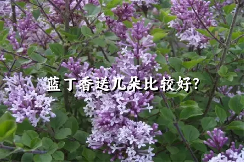 蓝丁香送几朵比较好？