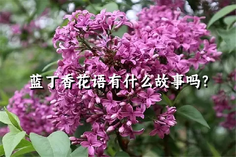 蓝丁香花语有什么故事吗？