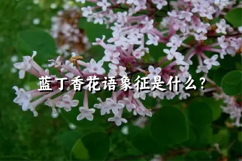 蓝丁香花语象征是什么？