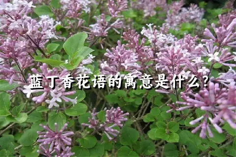 蓝丁香花语的寓意是什么？