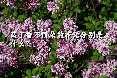 蓝丁香不同朵数花语分别是什么？