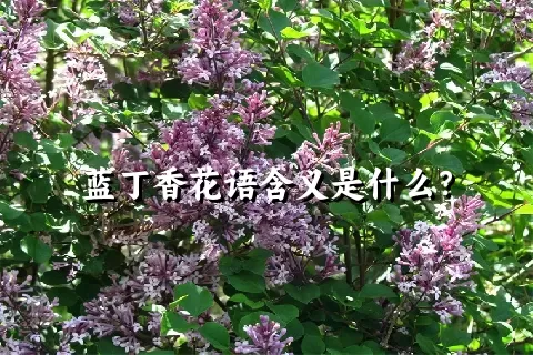 蓝丁香花语含义是什么？