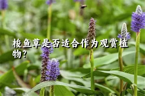 梭鱼草是否适合作为观赏植物？