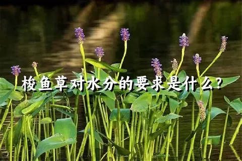 梭鱼草对水分的要求是什么？