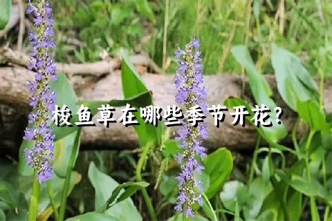 梭鱼草在哪些季节开花？