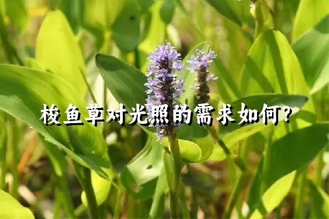 梭鱼草对光照的需求如何？