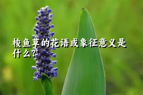 梭鱼草的花语或象征意义是什么？