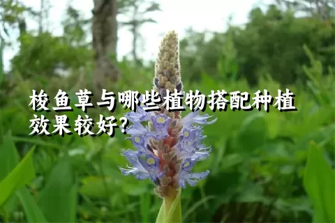 梭鱼草与哪些植物搭配种植效果较好？