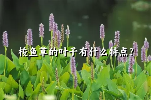 梭鱼草的叶子有什么特点？