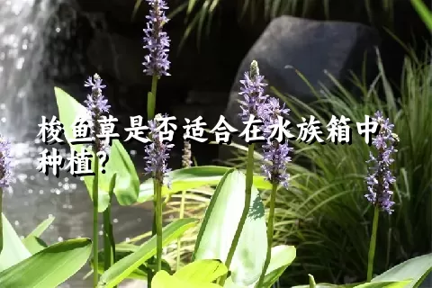 梭鱼草是否适合在水族箱中种植？