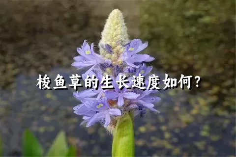 梭鱼草的生长速度如何？