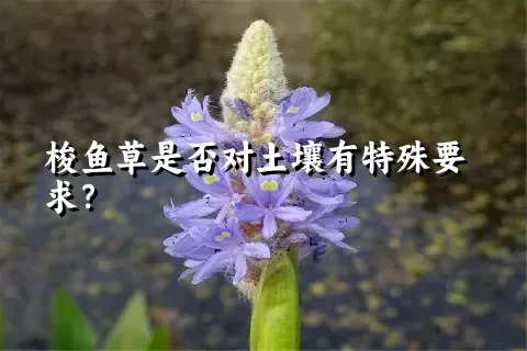 梭鱼草是否对土壤有特殊要求？