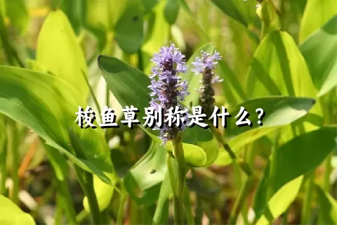 梭鱼草别称是什么？