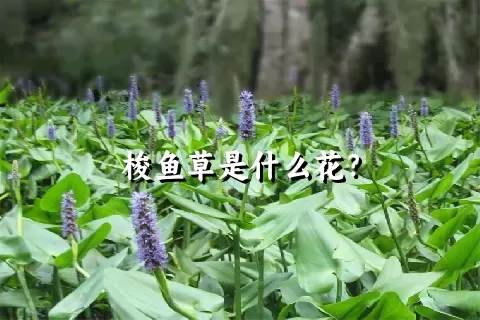 梭鱼草是什么花？