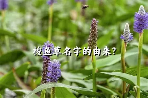 梭鱼草名字的由来？