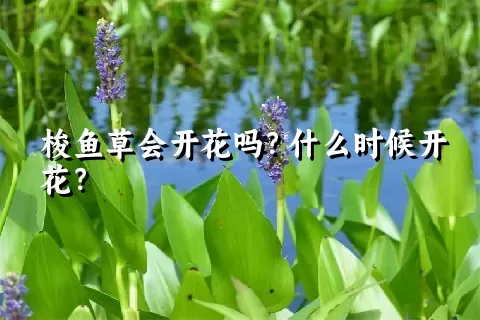 梭鱼草会开花吗？什么时候开花？