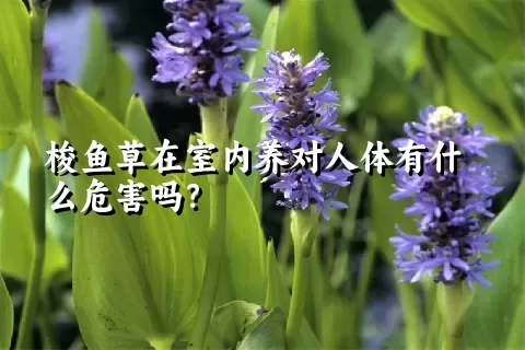 梭鱼草在室内养对人体有什么危害吗？