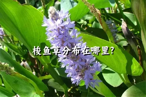 梭鱼草分布在哪里?