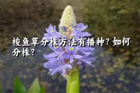 梭鱼草分株方法有播种？如何分株？