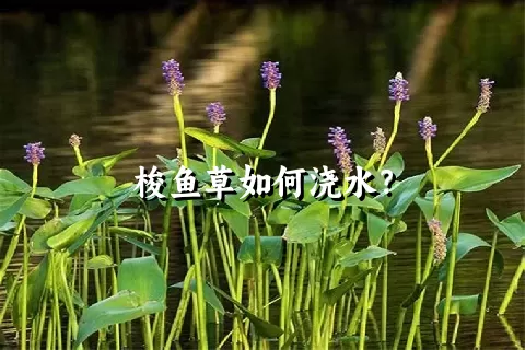 梭鱼草如何浇水？