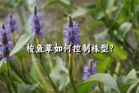 梭鱼草如何控制株型？