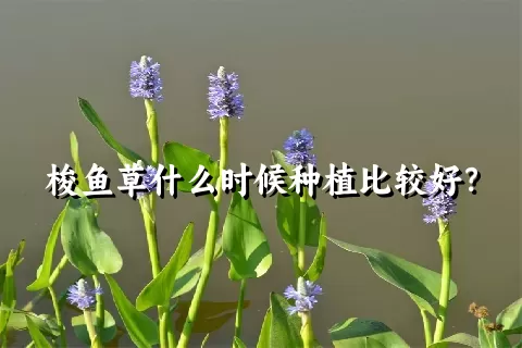 梭鱼草什么时候种植比较好？