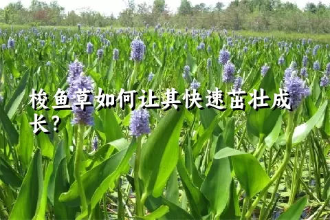 梭鱼草如何让其快速茁壮成长？