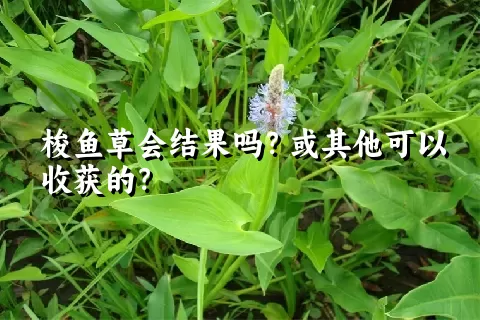 梭鱼草会结果吗？或其他可以收获的？