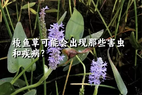 梭鱼草可能会出现那些害虫和疾病？