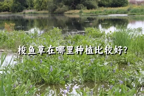 梭鱼草在哪里种植比较好？