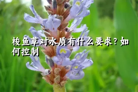 梭鱼草对水质有什么要求？如何控制