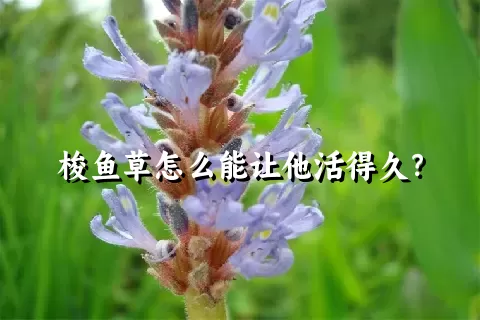 梭鱼草怎么能让他活得久？