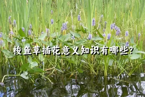 梭鱼草插花意义知识有哪些？