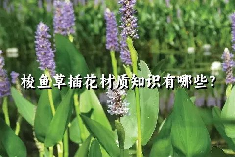 梭鱼草插花材质知识有哪些？