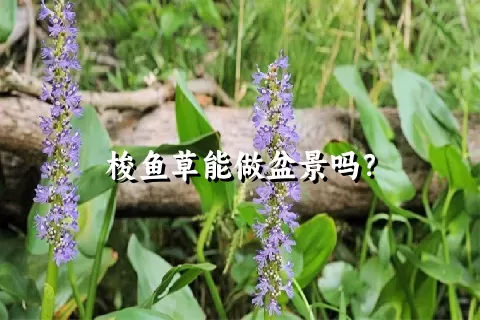 梭鱼草能做盆景吗？