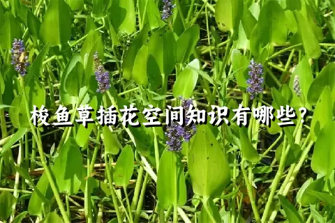 梭鱼草插花空间知识有哪些？