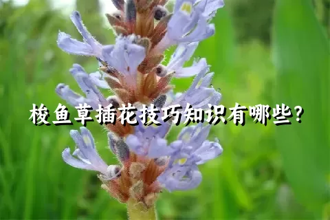 梭鱼草插花技巧知识有哪些？